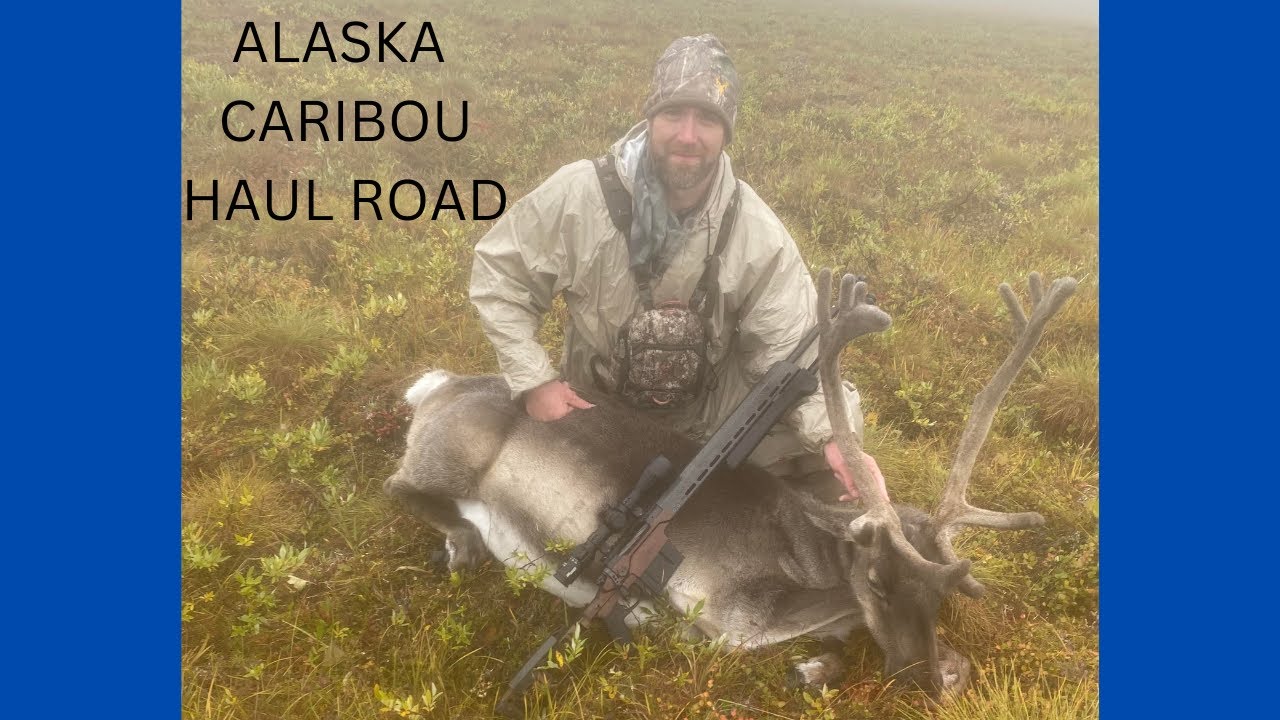Alaska Caribou on the Haul Road YouTube