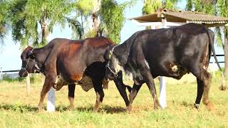 LOTE 26  YKELY FIV MONTROSS VR 3055BQ, XALENA PADO VR 8677BM_1