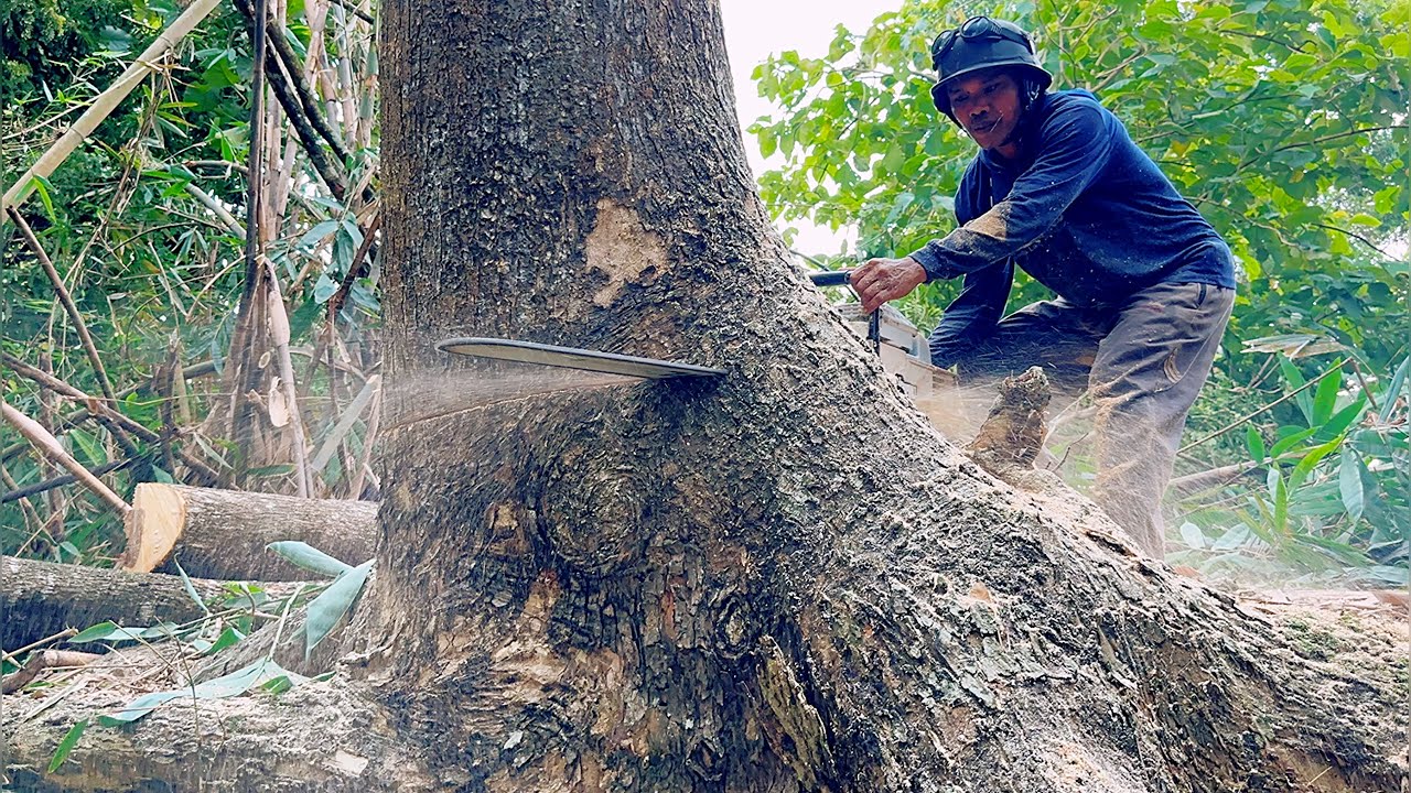 The Strongest Chainsaw Crashes... Cut down 2 tall-slippery trees ‼️ ...