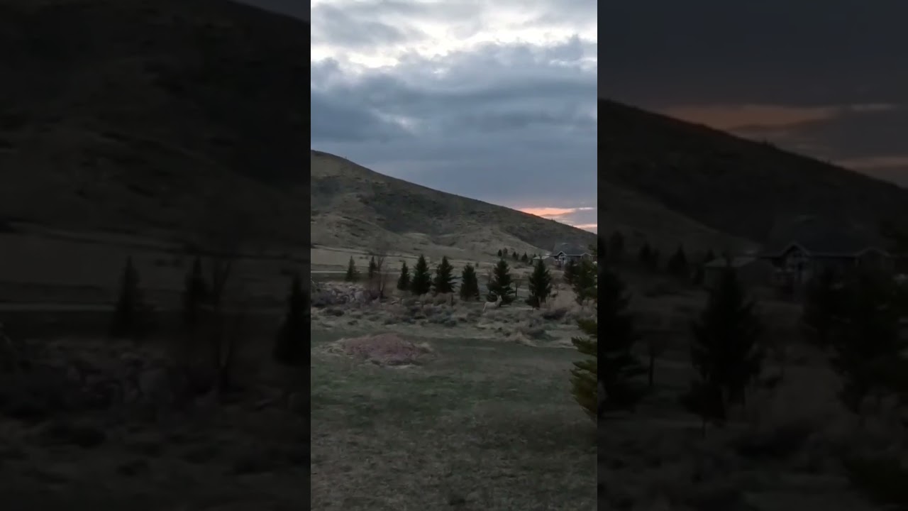 A Nearly White Deer 🦌 Please like and subscribe