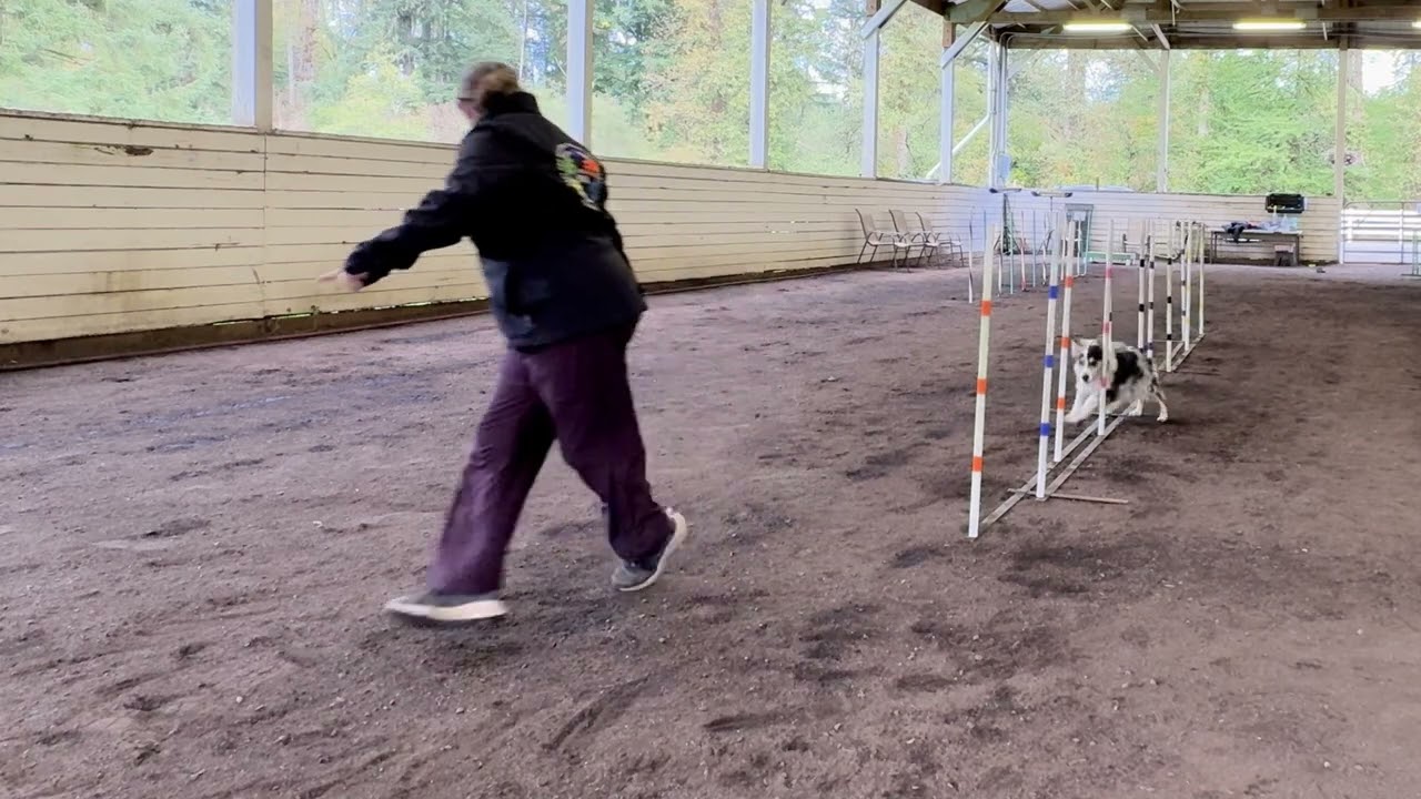 Weave Pole Skills Week - Missed Entry, Speed, Pressure and Distractions