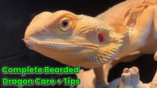 Bearded Dragon Complete Care Guide + Tips | How to Care for Bearded Dragons