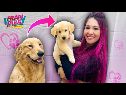 Vídeo: O cão chapman tem uma nova namorada?
