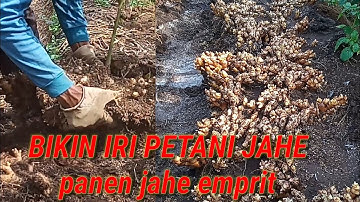 CARA budidaya jahe emprit 2022-2023