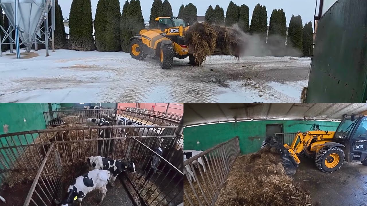 Co słychać na gospodarstwie? Wybieranie obornika 🐮 | Jak wygląda u nas odchów cieląt? DNGM #10 🥛