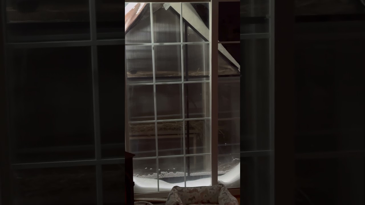 Paw Syndicate Monday Morning Snow Update