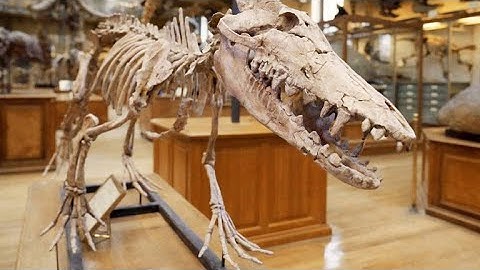 Why This Whale Ancestor is an Evolutionary Surprise