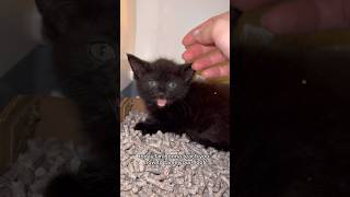 Foster kittens 101: How to tame your floof | fortheloveofkittenrescue