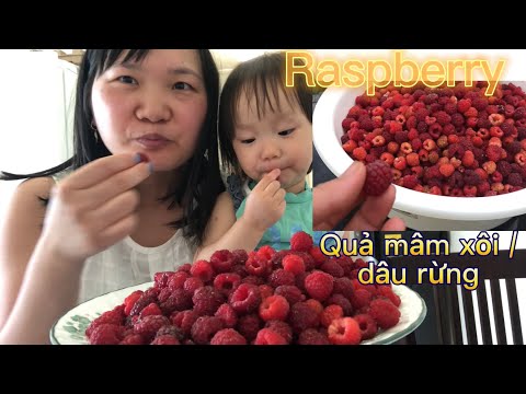 Video Thu hoạch một thau bự quả mâm xôi vườn nhà trồng - youtube