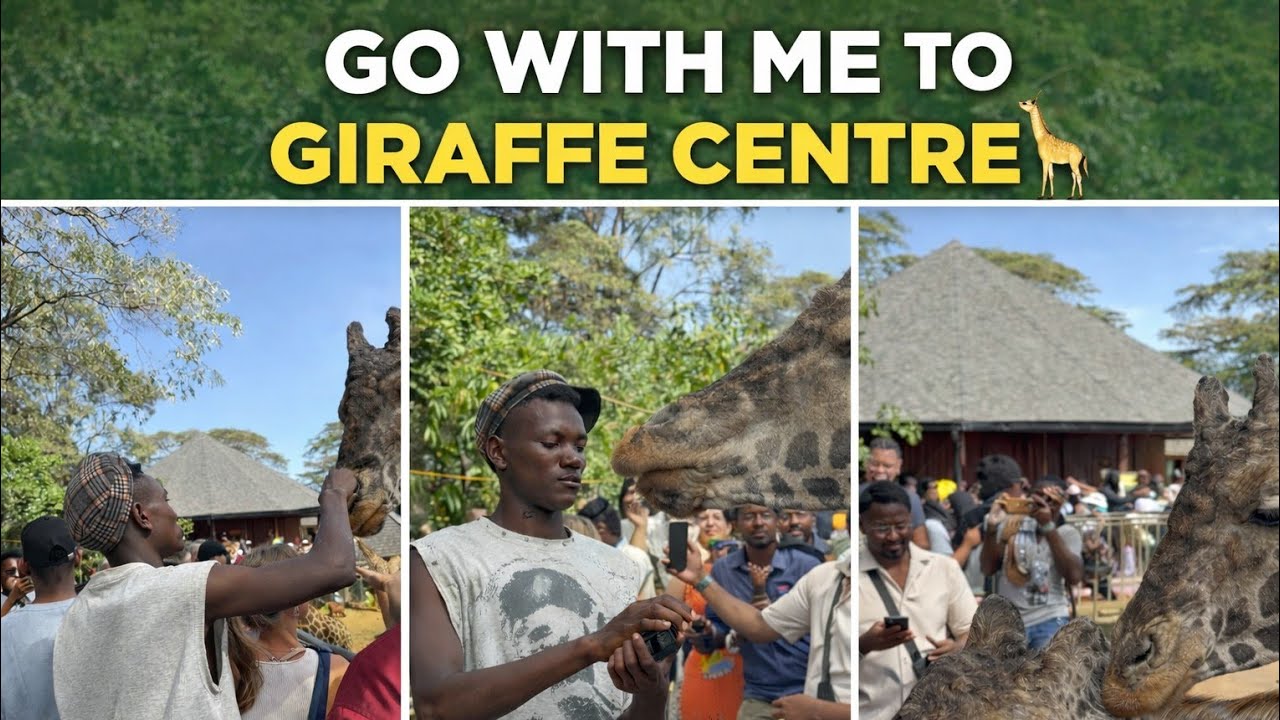 The modern side of Nairobi Kenya _giraffe centre Feeding Galleria shopping mall, tourism market 🇰🇪