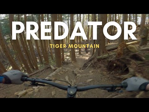 видео: Predator preyed on me - tough run down this double black MTB trail at Tiger MTN in Washington