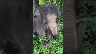 Asian Elephant Calves Born with Thick Brown Fur | Amazing Nature Fact 🐘