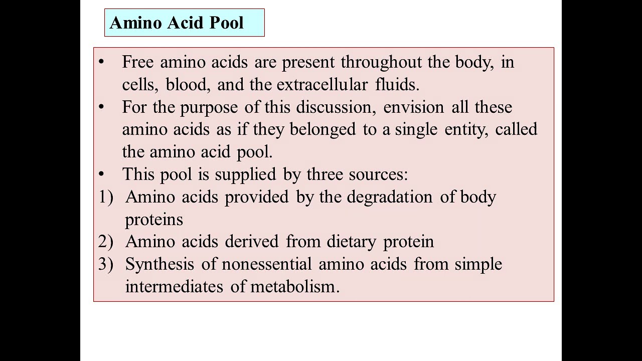 Protein Metabolismamino acid pool,protein turn over,Concept of energy