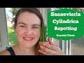 Sansevieria Cylindrica Repotting | No Roots? | Graceful Plants