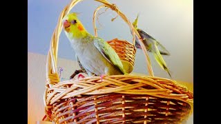 Корелла на прогулке. Корзина, как стенд для попугая. Игрушки. Купание