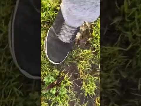 Walking and Squishing
