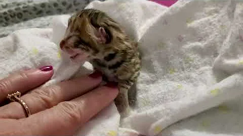 Video 5449381: bengal kitten born