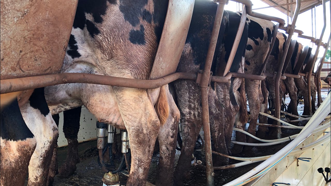 QUAL A MEDIDA DA SALA DE ORDENHA E DE ESPERA, E COMO ESTÁ A REFORMA DO COMPOST BARN!!