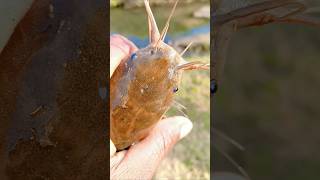 Deshi catfish mangur machhali #fishing #fish #fishinglife #shortvideo #shots #short