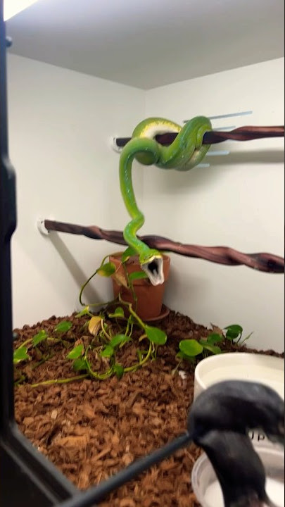 Don’t panic folks, this is only to help out this Green Tree Python with her breeding. 😂🐍🔥