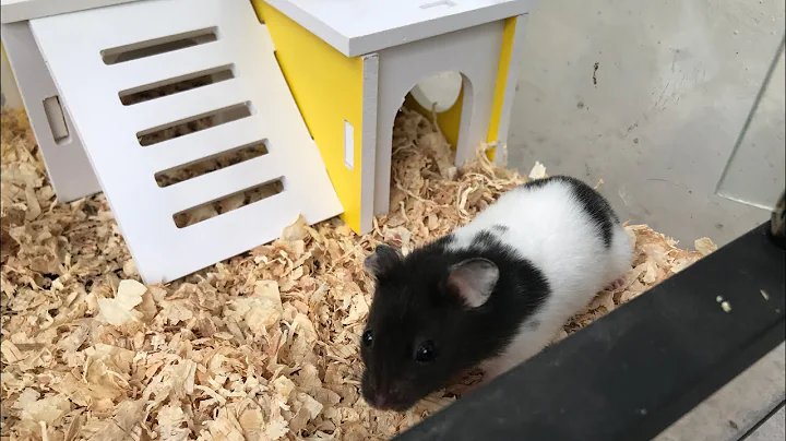 Lần đầu nuôi chuột Hamster Bear | setup chuồng nuôi ✔️