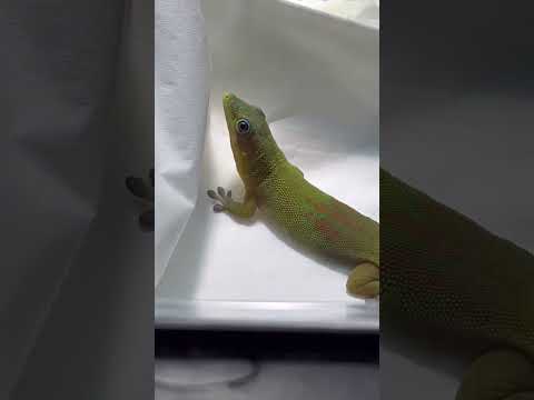 Video: Sind mediterrane Hausgeckos giftig?