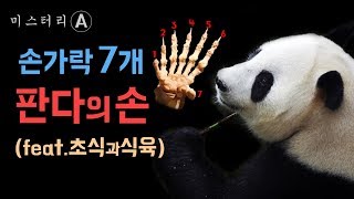 판다, 손가락 7개의 비밀 / 초식동물이 된 육식동물, 팬더