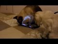 Cleopatra rescatando gatos de youtube