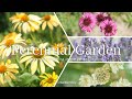 《植えっぱなしで毎年咲く》6月の庭を彩るおすすめの宿根草22種《T's Gardenのガーデニング》