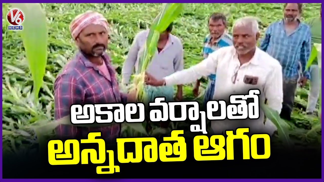 Farmers Faced Huge Losses Due To Unseasonal Rains Across Telangana | V6 ...
