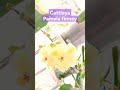 Cattleya Pamela fanney #орхидеи #выращиваниеорхидей #двойныегоршкидляорхидей