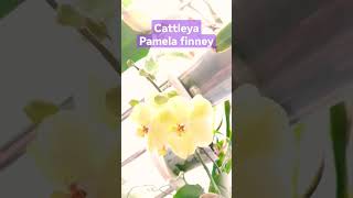 Cattleya Pamela fanney #орхидеи #выращиваниеорхидей #двойныегоршкидляорхидей