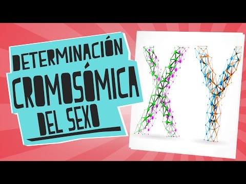 Vídeo: Diferencia Entre El ADN Masculino Y Femenino