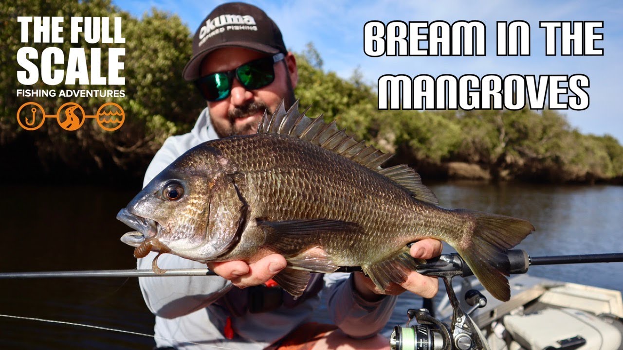 Big Bream In The Mangroves