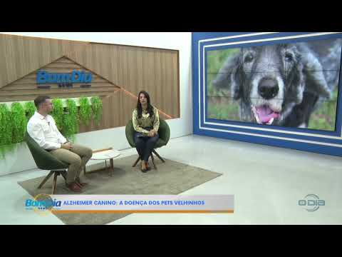 Veterinário Daniel Serafim fala sobre Alzheimer canino (06 05 24)