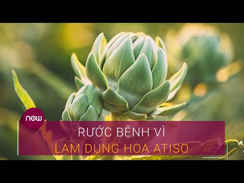 Video: Atisô: đặc Tính Có Lợi