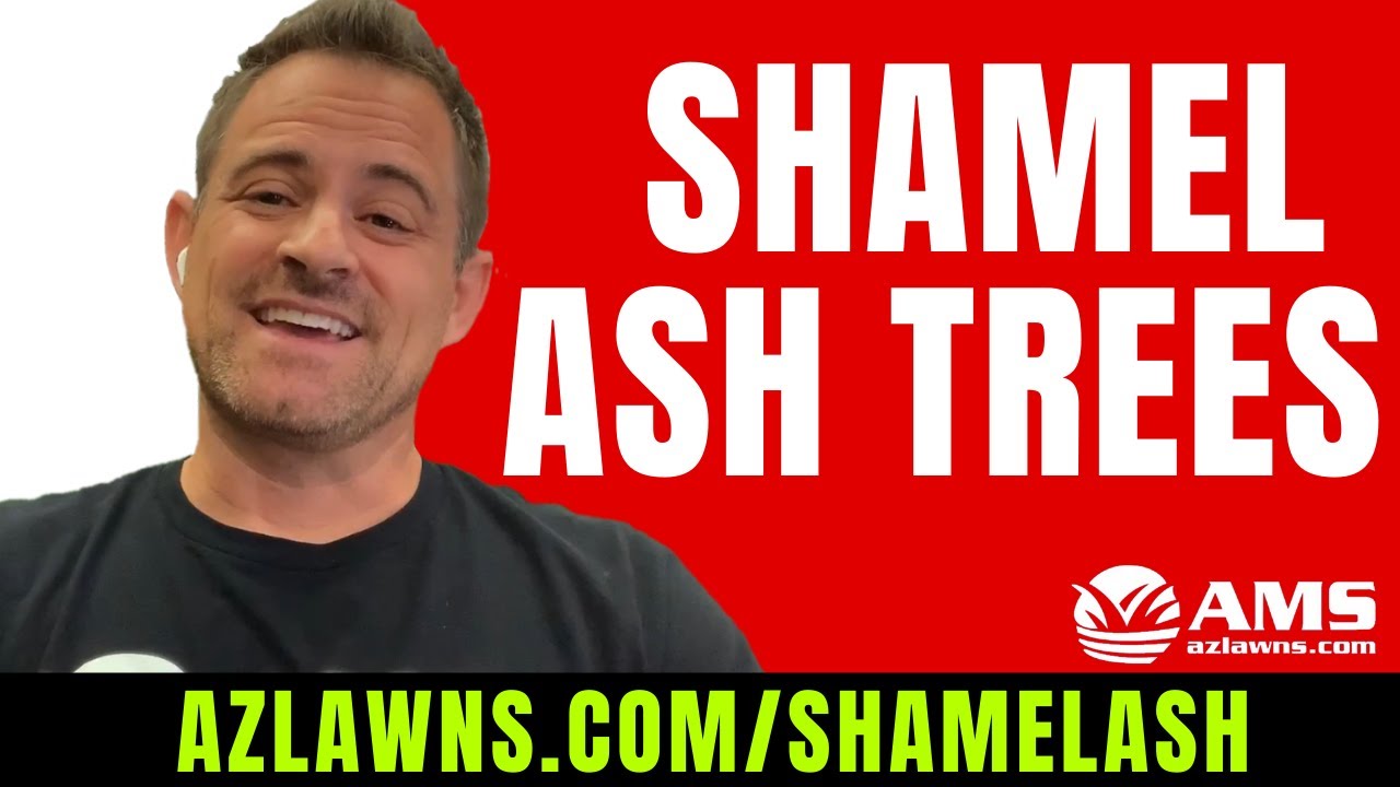 Shamel Ash Tree for the Desert Southwest and Phoenix, AZ