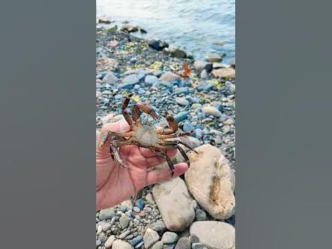 Очередной крабик - YouTube