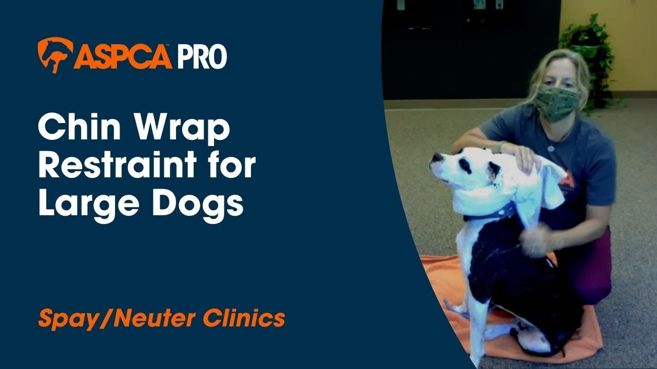 Spay/Neuter Gentle Animal Handling: Chin Wrap Restraint for Large Dogs