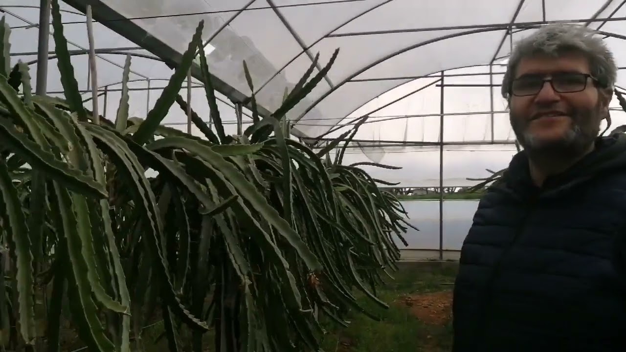 Ejder Meyvesi Yetiştiriciliği Üreticimizden kış ve baharda  yapılması gereken tavsiyeler