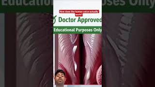 Vocal Cords & Voice Production Explained | 3D Medical Animation for Students