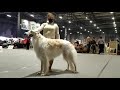 borzoi males CACIB Sabaneeva 29.01.2022 Moscow / русская псовая борзая Сабанеевка