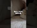 白猫流寝かしつけ😸 #白猫 #猫のいる暮らし #猫店長