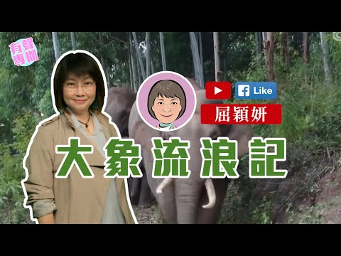 【短片】【有聲專欄】屈穎妍:大象流浪記
