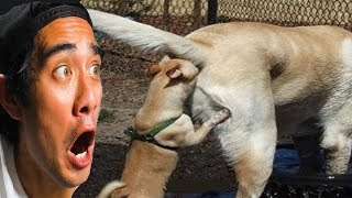 Top Best Zach King - New Best Zach King - The Best Moments 2019