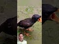 Quickly feed both the birds. #מכנסיים #oiseaux #funny #jimcorbettwildlifeandnatureview #comedy #chat
