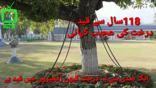 Story Of Arrested Tree In Pakistana Tree Chained Since Last 118yearsbanyan Tree In Landi Kotal
