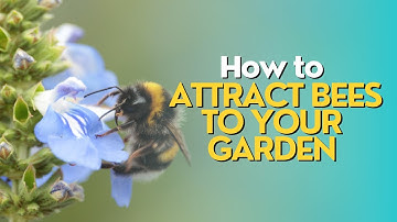 How to Attract Bees to Your Garden