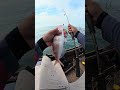 mancing di dasaran laut pakai udang hibup dapat ikan besar!