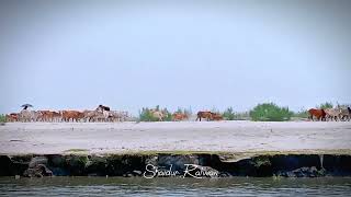 চলমর চর Natural Video By Chilmari Chor.
